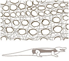 Textura redonda lateral de cocodrilo